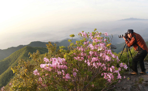아름다운 대봉산 철쭉꽃