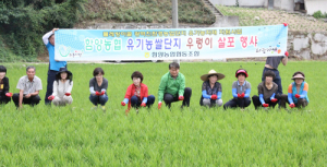 함양농협 유기농쌀단지 우렁이 살포