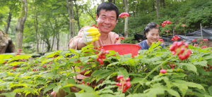 산양삼 씨 따기