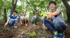 국내 최대 산삼생산지 함양, 산삼축제 구경오세요    