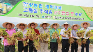 추석 햅쌀용 벼 첫 수확 기쁨