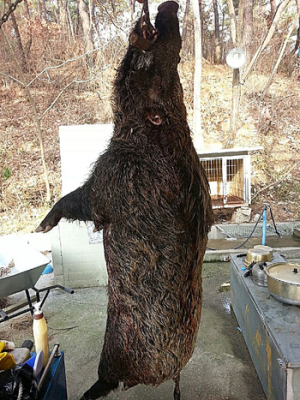 함양군 10년생 240kg 초대형 멧돼지 포획 성과