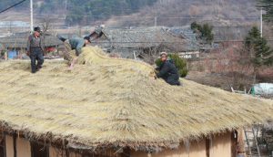 초가지붕 새로 엮어 ‘더 잘생긴’ 함양전통마을로  