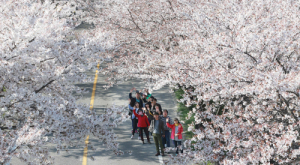 함양군, 벚나무 더 심어 오십리 벚꽃축제 키운다  