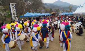 운치있는 함양 백운산 벚꽃축제 내일(11일) 팡파르