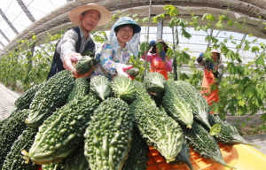 함양군 ‘여주’ 첫 수확, 바야흐로 여주의 계절~