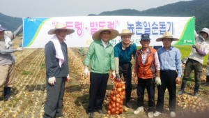 NH농협 함양군지부 양파수확 농촌일손돕기 실시