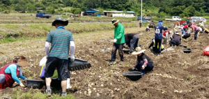 휴천면 감자농가에 3개 기관합동 수확일손돕기 ‘구슬땀’