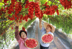 다섯가지 맛..오미자 수확 한창
