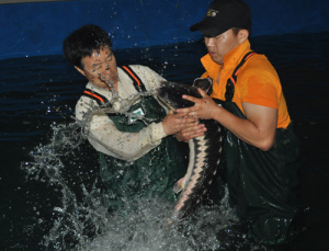 지리산청정 고을 함양, 이젠 철갑상어로 명성 더한다 