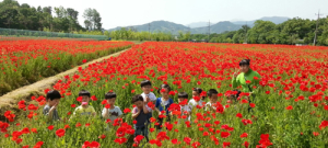 2020함양산삼항노화엑스포기반될 상림 꽃단지 만든다 