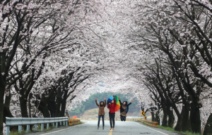백운산 50리 벚꽃 길에서 아름다운 봄추억 만드세요! 