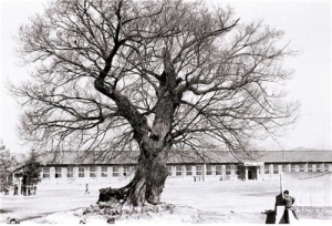 58컷 함양초등학교의 느티나무 