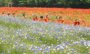 양귀비꽃 찾은 어린이들
