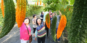 산삼축제에 이어지는 100세 시대 항노화식품 여주축제!