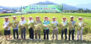 함양군, 올 한가위 햅쌀 첫 수확 