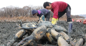 진흙 속 진주, 연뿌리 캐기 체험 오세요    