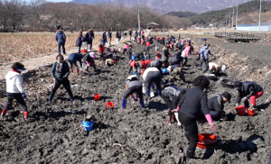 연근도 캐고 장화도 빼고