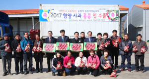사각사각 맛좋은 함양사과 10년만에 수출길 뚫었다 