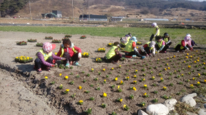 읍면 시가지에 봄꽃으로 단장한 꽃길 연출된다