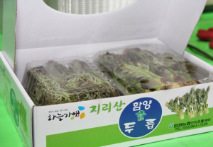 함양농협 두릅 수매 실시