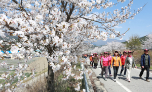 면민과 출향인이 하나 되는 서상면 벚꽃길 축제