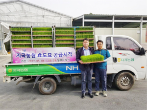 지곡농협 고품질 쌀 생산을 위한 벼 육묘 공급 