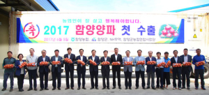 지리산청정고을 함양 햇양파 올해 대만 수출길 올랐다 