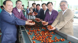 함양군, 햇밤 수출 본격화 
