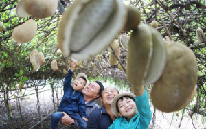 으름이 주렁주렁 달렸어요