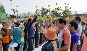 14살 함양산삼축제와 56살 물레방아 축제