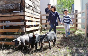 마천 돼지감자·흑돼지 축제 성황