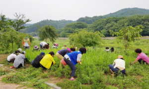 함양군여성단체협의회 구절초 꽃밭 가꾸기 봉사활동
