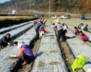 휴천면 금반마을 양파 공동 파종작업