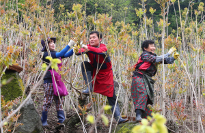 함양군, 항노화 옻 산업 신성장 동력 육성