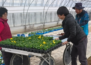 봄꽃 ‘팬지’로 함양 시가지 꽃향기 가득