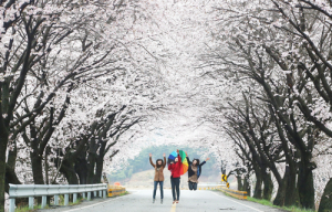 제16회 백운산 벚꽃축제