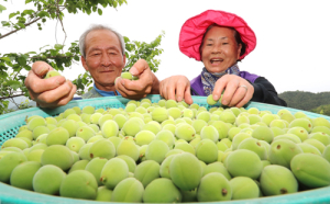 청매실 수확해요