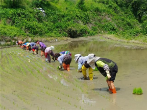 함양 지리산자락 마을의 공동 모내기