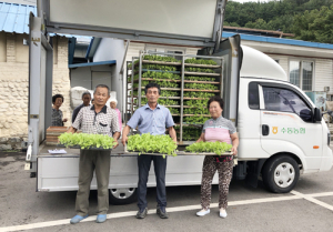 수동농협, 가을배추 모종 조합원에 무상 공급