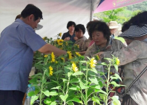 함양군, 산삼축제 · 물레방아골축제 기간 꽃모종 나눠주기 