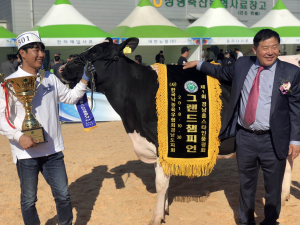 함양 삼민목장 젖소, 경남 홀스타인 ‘그랜드 챔피언’ 영예