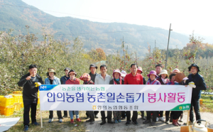 안의농협 임직원 일손돕기 `구슬땀이 송글~송글~`