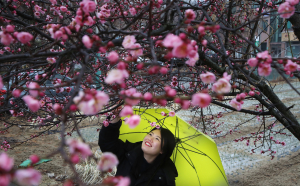 우수(雨水)에 내린 홍매화