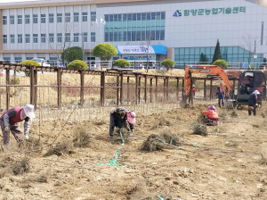 함양군, 황제의 곶감 함양고종시 묘목 공급