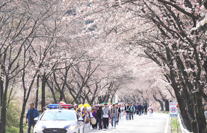 화사한 봄의 향연 선사한 제17회 함양 백운산 벚꽃축제 성황