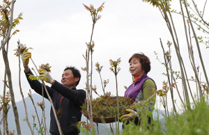 지리산 봄나물 옻순 따기