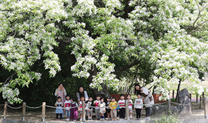 상림공원에 활짝 핀 이팝나무꽃