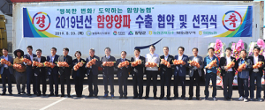 2019년산 함양양파 올해 첫 수출