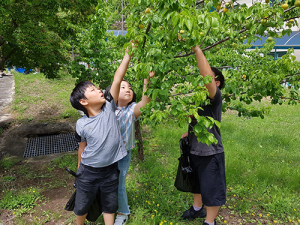 학교에서 나는 매실! 우리 손으로 담아요! 